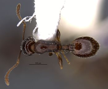 Media type: image;   Entomology 35258 Aspect: habitus dorsal view